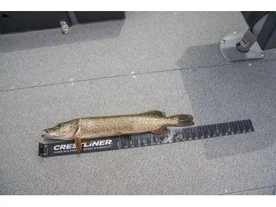 2024 Crestliner 1650 Pro Tiller