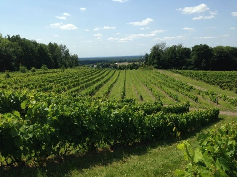 Vignoble sur la route des vins en Estrie pour une randonnée en moto cruiser.