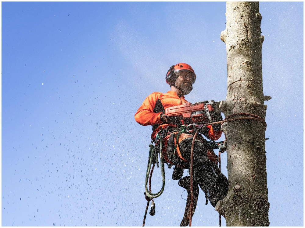 2023 Husqvarna 545 Mark Ii 18" alt