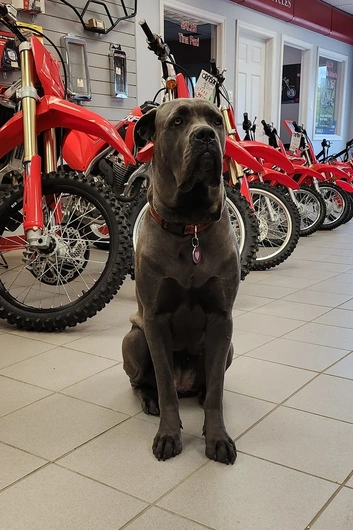 Photo Lindsay Cycle alt